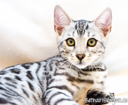 Bengal silber